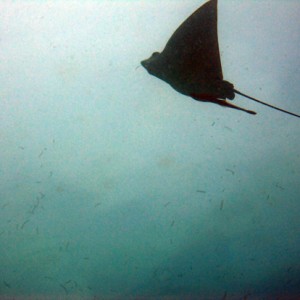 Eagle Ray