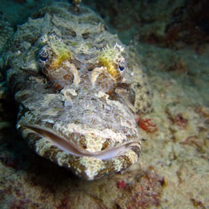 Crocodilefish