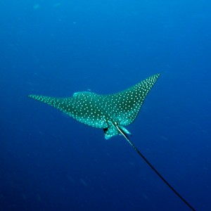 White-spotted Eagle Ray