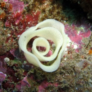 Nudibranch egg