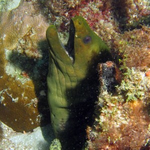 Green Moray