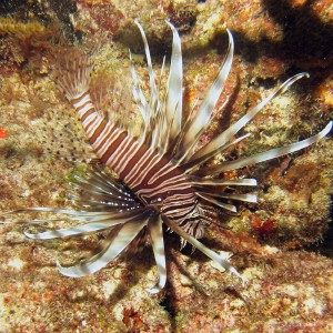 Lion Fish