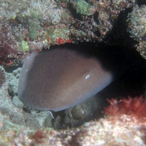 Nurse Shark