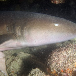 Nurse Shark