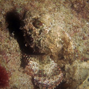 Scorpion Fish