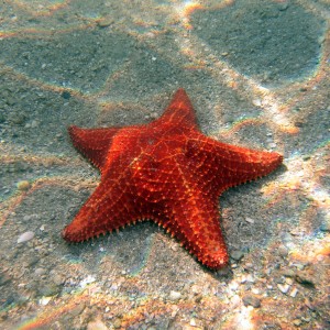 Star Fish