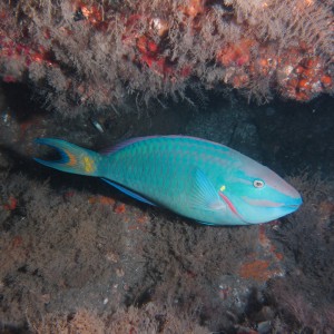 Parrot Fish