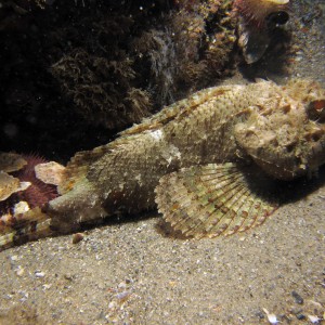 Scorpion Fish