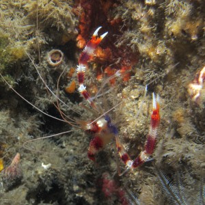 Coral Shrimp