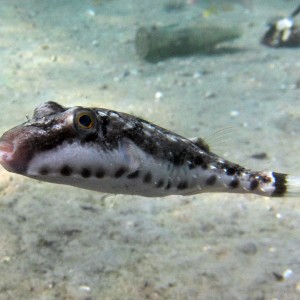 Puffer Fish