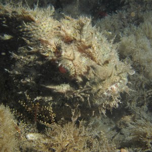 Scorpion Fish