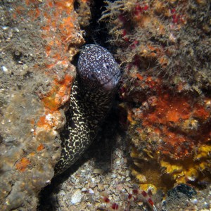 Spotted Moray Eel