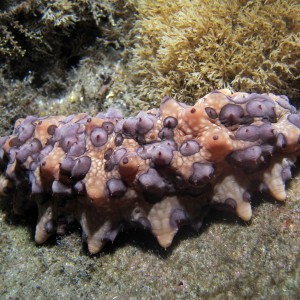 Sea Cucumber