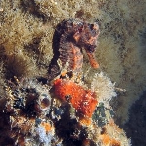 Sea Horse