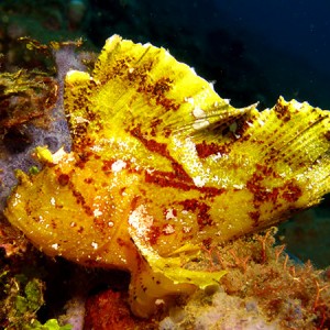 yellow_leaf_scorpionfish