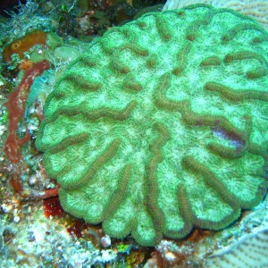 Cactus coral, Mycetophyllia sp.