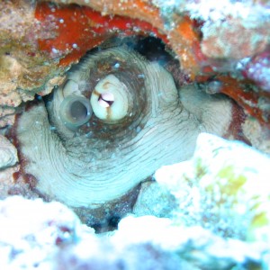 Caribbean reef octopus, Octopus briareus, daytime