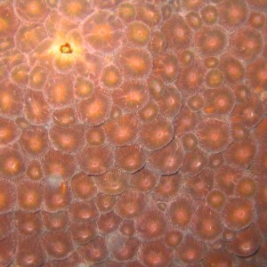 Boulder star coral, Montastrea annularis