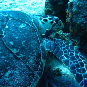 Hawksbill sea turtle, Eretmochely imbricata