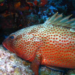 Red hind, Epinephelus guttatus