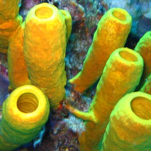 Yellow tube sponge, Aplysinia fistularis