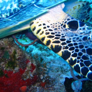 Hawksbill sea turtle, Eretmochely imbricata, detail