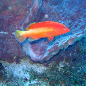 Coney, Cephalopholis fulvus