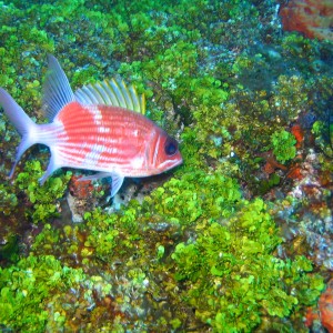 Squirrelfish, Holocentrus adescensionis