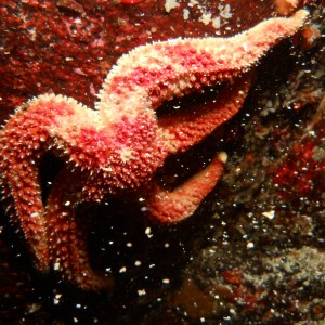 Egmont Starfish