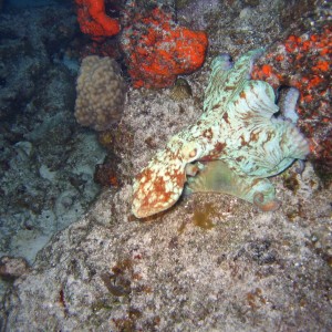 Caribbean reef octopus, Octopus briareus