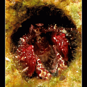Urchin Mantis Shrimp