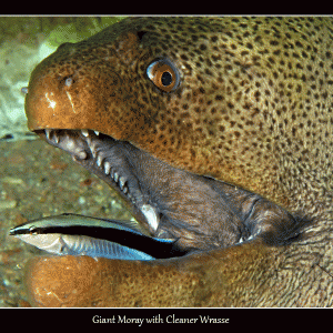 Giant Moray with Cleaner Wrasse