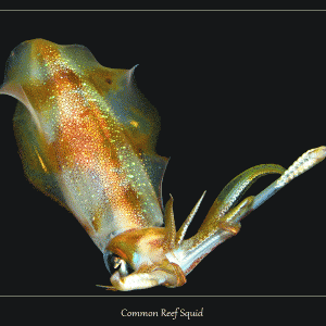 Common Reef Squid