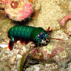 Peacock_mantis_shrimp1