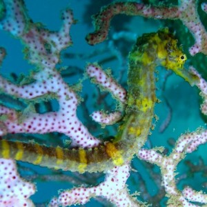 Tiger_tailed_seahorse