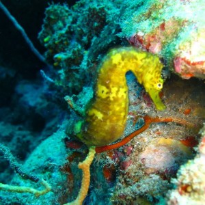 Tiger_tailed_seahorse_2