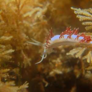 flabellina1