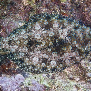 flounder_01