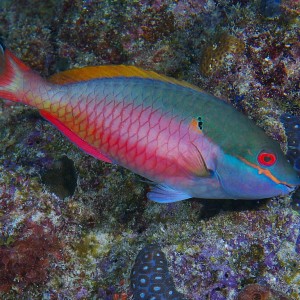 parrotfish_04