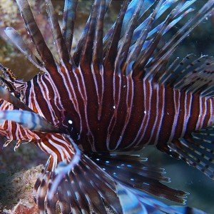 lionfish_011