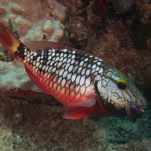 parrotfish_03