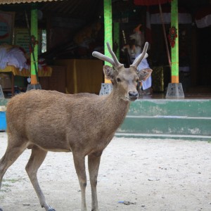 Deer_at_the_temple