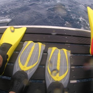 Fins after a whale shark dive