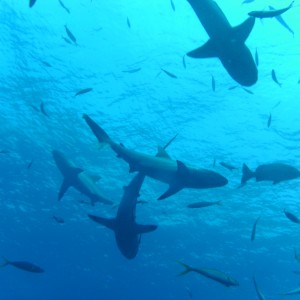 Shark Diving - Osprey Reef