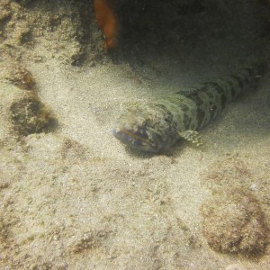 Lauderdale By The Sea Shore diving