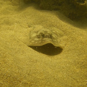 Lauderdale By The Sea Shore diving