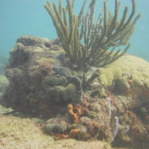 Lauderdale By The Sea Shore diving