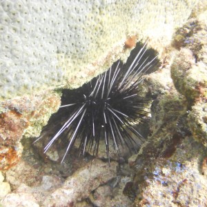 Lauderdale By The Sea Shore diving