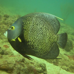 Lauderdale By The Sea Shore diving