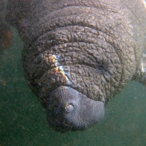 Manatee_2011_017